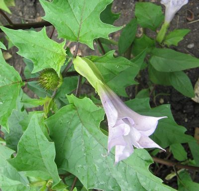 cay-doc-duoc-bach-an-khang