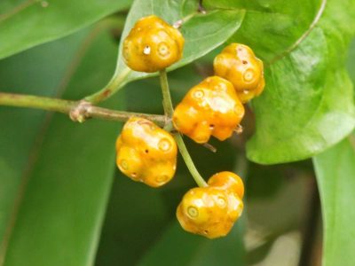 cay-mat-quy-bach-an-khang