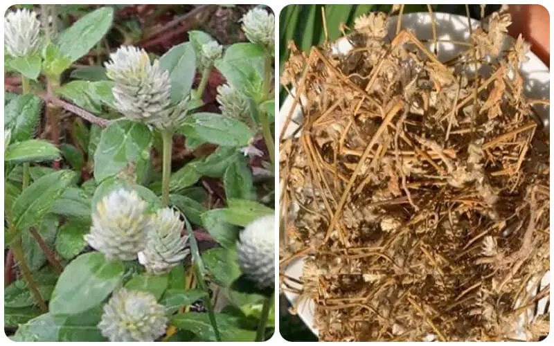 Công Dụng Cây Nở Ngày Đất - Thảo Dược Quý Hỗ Trợ Sức Khỏe Toàn Diện