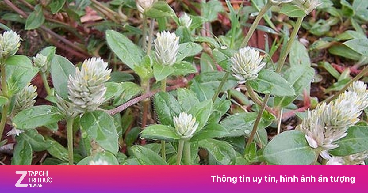 Công Dụng Cây Nở Ngày Đất - Thảo Dược Quý Hỗ Trợ Sức Khỏe Toàn Diện